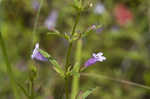 Limestone calamint